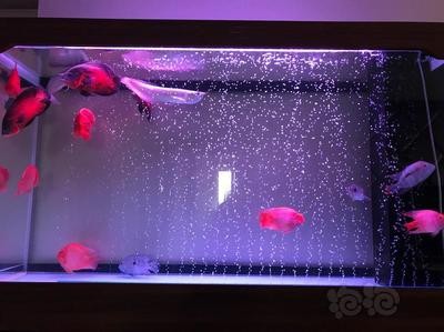 洛陽霞光水族技術玻璃有限公司新村分公司（洛陽霞光商貿有限公司）