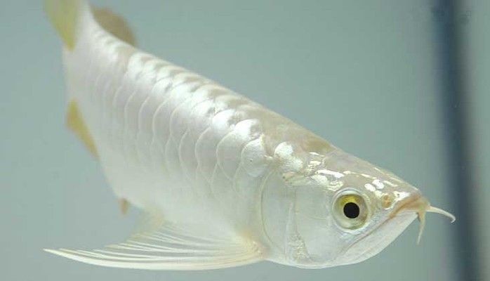 白龍魚吃什么飼料最好 白龍魚吃什么飼料最好 龍魚百科 第3張