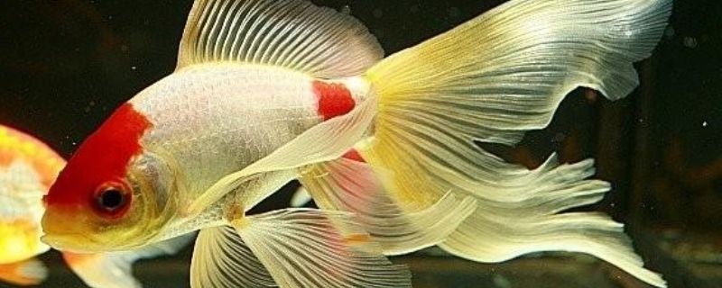金龍魚喂草金是否可行？（關于金龍魚喂草金的問題） 金龍魚喂草金是否可行？（關于金龍魚喂草金的問題） 龍魚百科 第1張