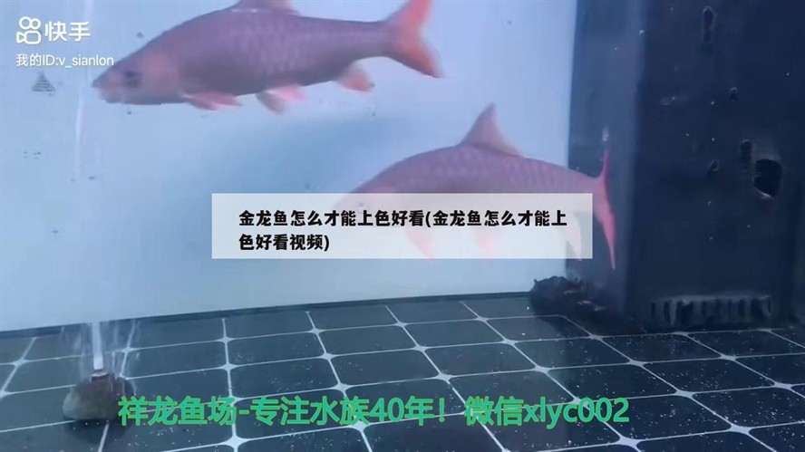 銀龍魚多大缸合適（銀龍魚多大缸合適養） 銀龍魚多大缸合適（銀龍魚多大缸合適養） 銀龍魚百科 第2張