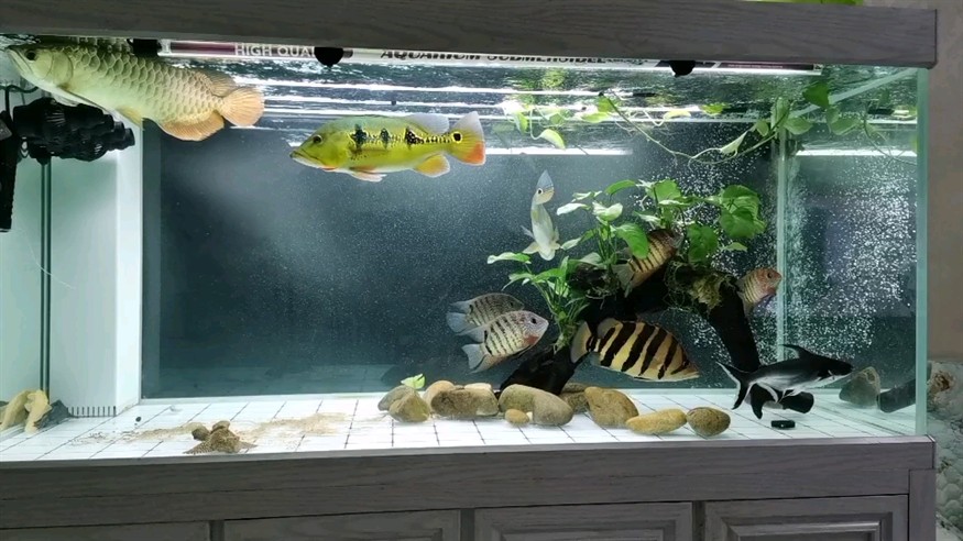 虎魚真的是明的怎么都明