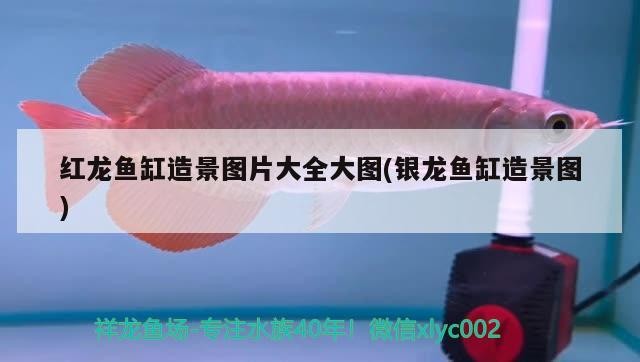 紅龍魚缸造景圖片大全大圖(銀龍魚缸造景圖)