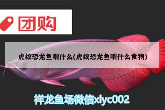 藍虎鯊觀賞魚怎么繁殖（藍鯊魚苗怎么喂養） 藍虎鯊觀賞魚怎么繁殖（藍鯊魚苗怎么喂養） 虎魚百科 第1張