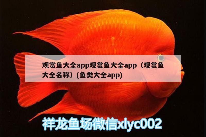 藍虎鯊觀賞魚怎么繁殖（藍鯊魚苗怎么喂養） 藍虎鯊觀賞魚怎么繁殖（藍鯊魚苗怎么喂養） 虎魚百科 第2張
