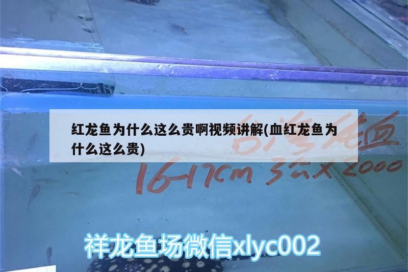 藍虎鯊觀賞魚怎么繁殖（藍鯊魚苗怎么喂養） 藍虎鯊觀賞魚怎么繁殖（藍鯊魚苗怎么喂養） 虎魚百科 第3張