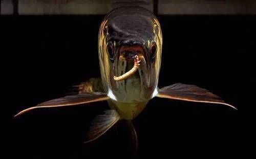小龍魚的營養(yǎng)與禁忌有哪些（小龍魚在飼養(yǎng)和喂食過程中需要注意的禁忌事項有哪些）
