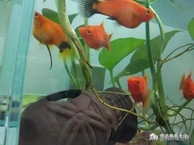 細線銀板魚苗混養疾病預防措施，細線銀板魚苗在混養過程中可能面臨疾病問題及其預防措施