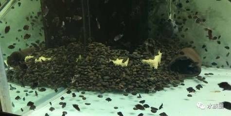 黃金河虎魚繁殖習(xí)性研究，黃金河虎魚的繁殖習(xí)性 黃金河虎魚繁殖習(xí)性研究，黃金河虎魚的繁殖習(xí)性 虎魚百科 第4張