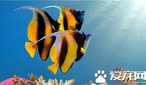 熱帶魚(yú)水溫管理技巧，熱帶魚(yú)水溫管理技巧，熱帶魚(yú)適宜水溫與生長(zhǎng)關(guān)系