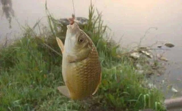 熱帶魚(yú)水溫管理技巧，熱帶魚(yú)水溫管理技巧，熱帶魚(yú)適宜水溫與生長(zhǎng)關(guān)系