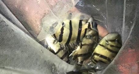 贊美金龍魚的成語（金龍魚在市場上是否真的如“錦上添花”般，為愛好者們帶來了更多選擇和美觀享受？） 贊美金龍魚的成語（金龍魚在市場上是否真的如“錦上添花”般，為愛好者們帶來了更多選擇和美觀享受？） 觀賞魚百科 第2張