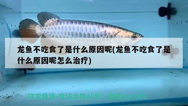 艾倫水虎好出狀態(tài)嗎(艾倫水虎魚苗) 虎魚百科 第2張 艾倫水虎好出狀態(tài)嗎(艾倫水虎魚苗) 艾倫水虎好出狀態(tài)嗎(艾倫水虎魚苗) 虎魚百科 第2張