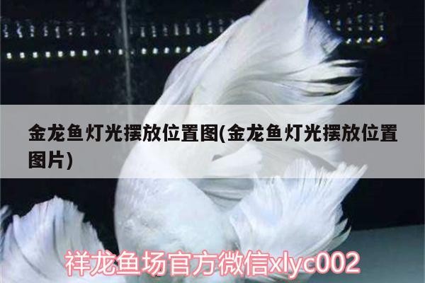 金龍魚燈光擺放位置圖(金龍魚燈光擺放位置圖片) 金龍魚燈光擺放位置圖(金龍魚燈光擺放位置圖片) 虎魚百科