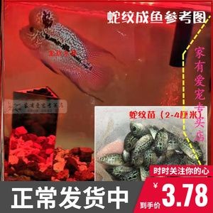 淡水魚魚缸混養的基本原則：淡水魚魚缸混養的基本原則：淡水魚混養的基本原則 淡水魚魚缸混養的基本原則：淡水魚魚缸混養的基本原則：淡水魚混養的基本原則 魚缸百科 第1張