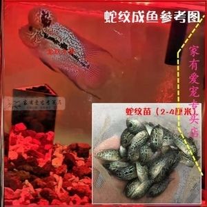 淡水魚魚缸混養的基本原則：淡水魚魚缸混養的基本原則：淡水魚混養的基本原則 淡水魚魚缸混養的基本原則：淡水魚魚缸混養的基本原則：淡水魚混養的基本原則 魚缸百科 第2張
