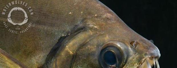 淡水魚魚缸混養的基本原則：淡水魚魚缸混養的基本原則：淡水魚混養的基本原則 淡水魚魚缸混養的基本原則：淡水魚魚缸混養的基本原則：淡水魚混養的基本原則 魚缸百科 第3張