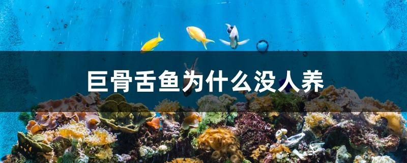 紅龍魚用黃燈烤有用嗎 巨骨舌魚為什么沒人養 虎魚百科 巨骨舌魚為什么沒人養 巨骨舌魚為什么沒人養 虎魚百科