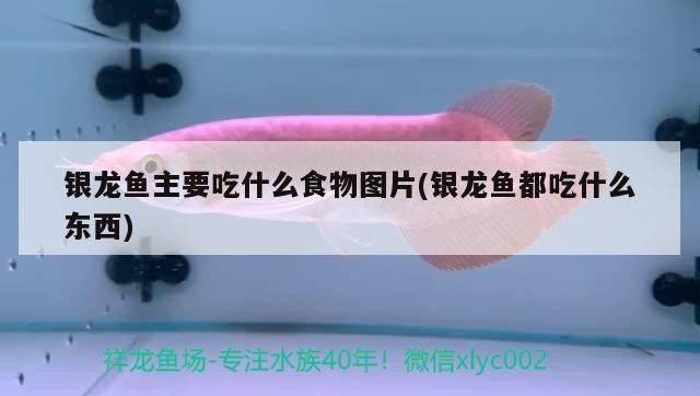銀龍魚主要吃什么食物圖片(銀龍魚都吃什么東西) 銀龍魚主要吃什么食物圖片(銀龍魚都吃什么東西) 銀龍魚百科