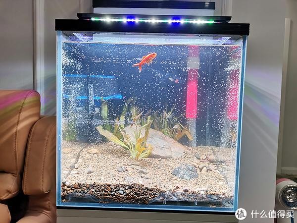 什么魚可以和銀龍魚一起養（什么魚可以和銀龍魚一起養殖）