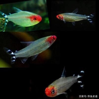 紅綠燈魚紅綠燈魚紅綠燈魚紅綠燈魚紅綠燈魚飼養方法：紅綠燈魚的飼養技巧 紅綠燈魚紅綠燈魚紅綠燈魚紅綠燈魚紅綠燈魚飼養方法：紅綠燈魚的飼養技巧 魚缸百科 第1張