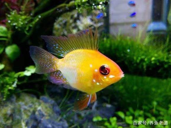 紅綠燈魚紅綠燈魚紅綠燈魚紅綠燈魚紅綠燈魚飼養方法：紅綠燈魚的飼養技巧 紅綠燈魚紅綠燈魚紅綠燈魚紅綠燈魚紅綠燈魚飼養方法：紅綠燈魚的飼養技巧 魚缸百科 第2張