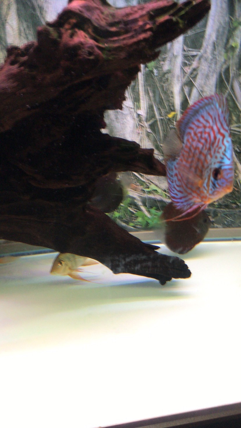 新手養(yǎng)虎養(yǎng)彩養(yǎng)魟魚