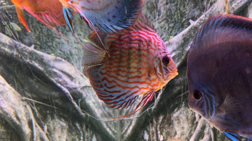新手養虎養彩養魟魚