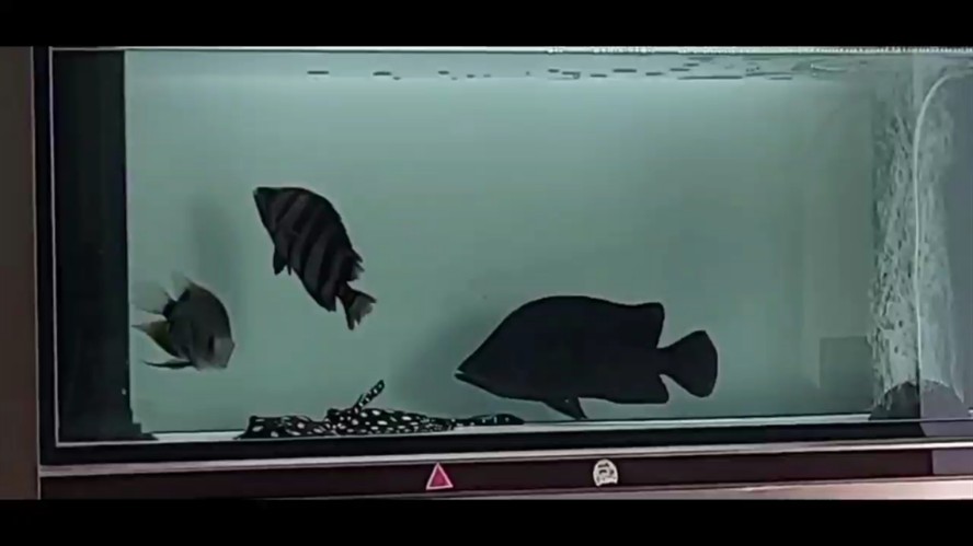 挖煤虎魚如何搞明它 挖煤虎魚如何搞明它 虎魚百科