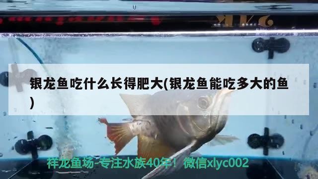 銀龍魚吃什么長得肥大(銀龍魚能吃多大的魚)