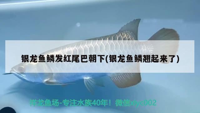 給大魚(yú)缸換水的作文:體驗(yàn)給大魚(yú)缸換水的樂(lè)趣:體驗(yàn)給大魚(yú)缸換水:給大魚(yú)缸換水的作文 銀龍魚(yú)鱗發(fā)紅尾巴朝下(銀龍魚(yú)鱗翹起來(lái)了) 銀龍魚(yú)百科 銀龍魚(yú)鱗發(fā)紅尾巴朝下(銀龍魚(yú)鱗翹起來(lái)了) 銀龍魚(yú)鱗發(fā)紅尾巴朝下(銀龍魚(yú)鱗翹起來(lái)了) 銀龍魚(yú)百科