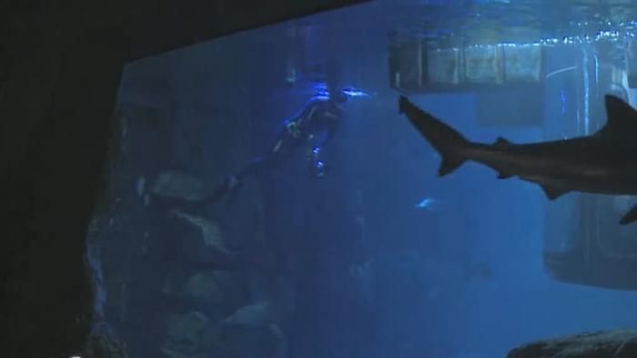 球鯊魚習性與生活區域，球鯊魚的捕食技巧， 球鯊魚習性與生活區域，球鯊魚的捕食技巧， 虎魚百科 第5張