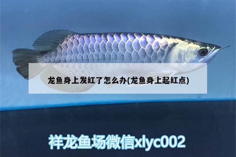 雷龍和龍魚虎魚混養好不好呢（雷龍魚可以和蝦虎混養嗎）
