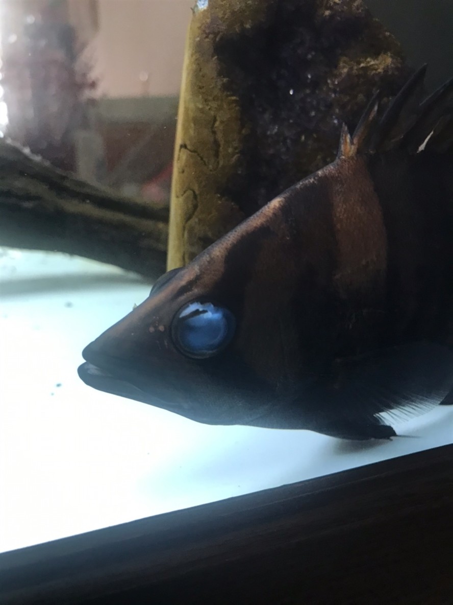 虎魚眼劃傷
