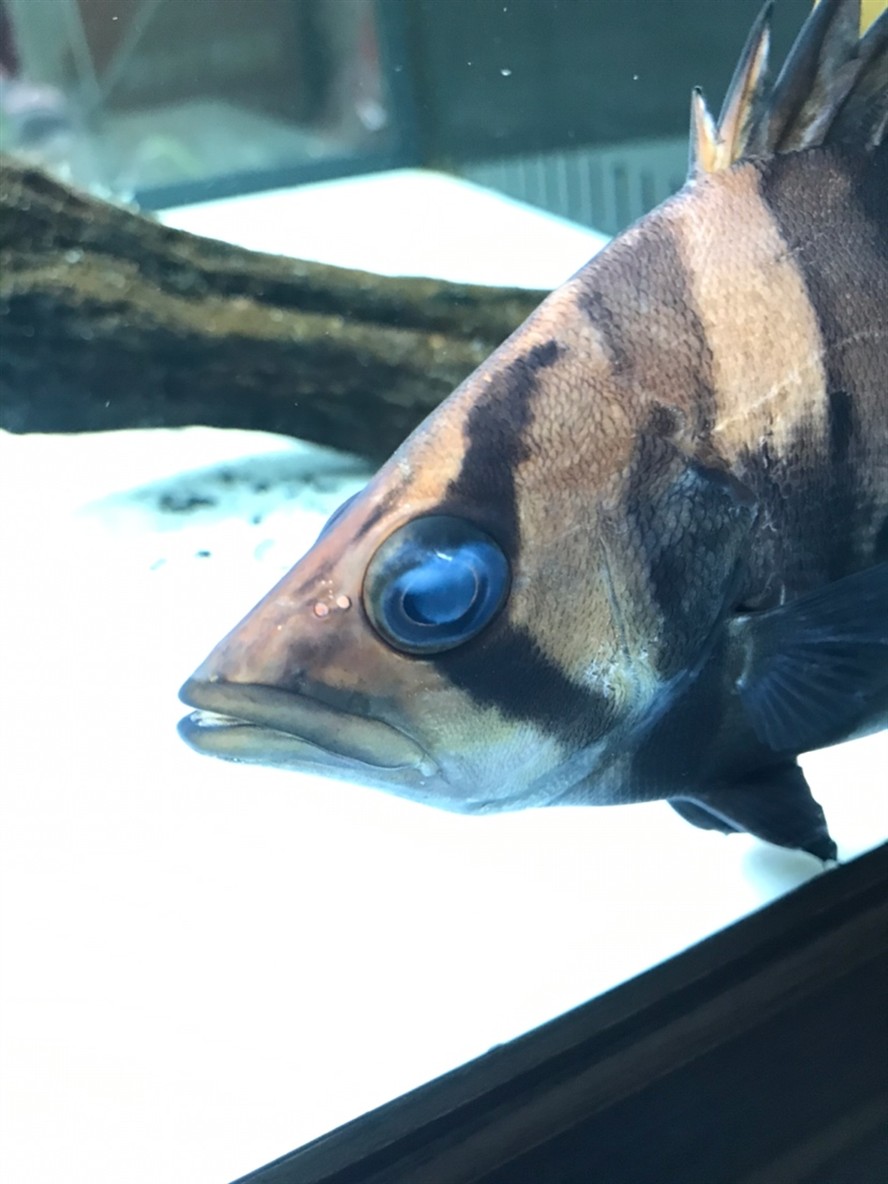 虎魚眼劃傷