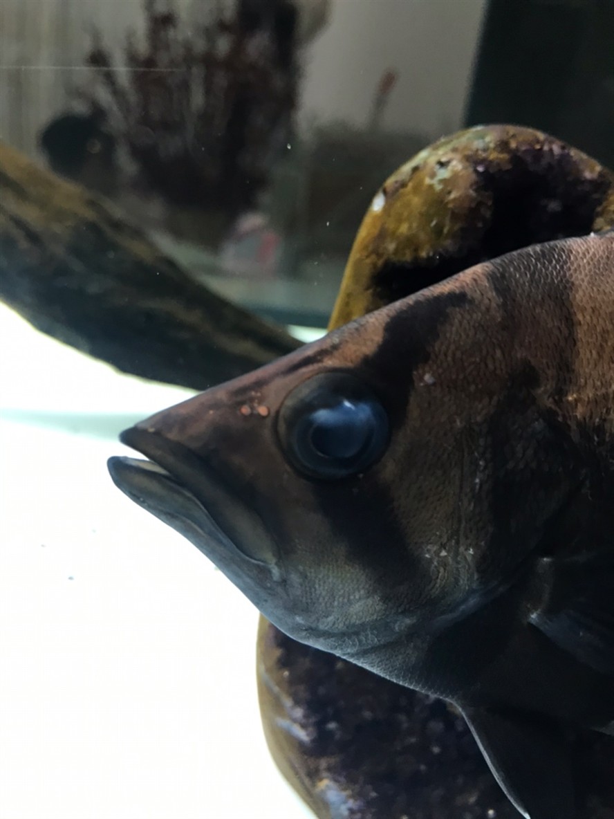 虎魚眼劃傷