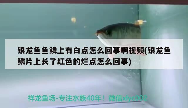 都蘭龍魚水族魚缸廠、都蘭龍魚缸廠、都蘭龍魚水族店，都蘭龍魚水族店