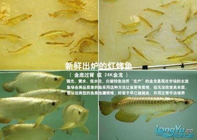 金龍魚(yú)如何看公母圖解