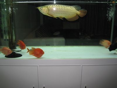 金龍魚飼養溫度要求