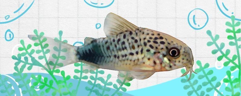 四紋虎魚繁殖期水質管理，四紋虎魚的繁殖期水質管理