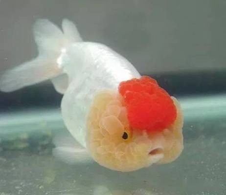 肅州區(qū)富貴有魚水族店（肅州區(qū)富貴有魚水族店嗎在哪）