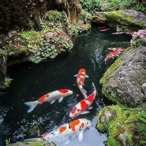 怎么和銀龍魚互動（怎么和銀龍魚互動起來）