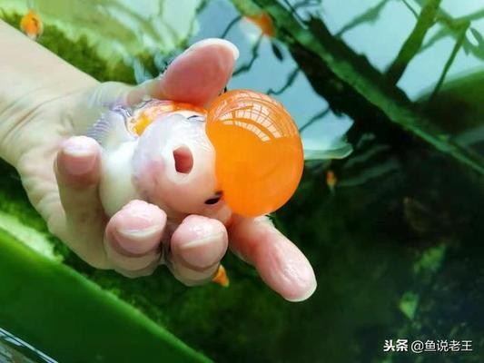 五十公分銀龍魚多少錢一條（五十公分的銀龍魚多少錢一條）