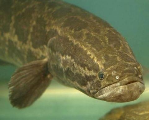 蘇虎魚的生活習性探究，蘇虎魚的生活習性