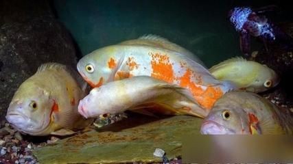 蘇虎魚的生活習性探究，蘇虎魚的生活習性
