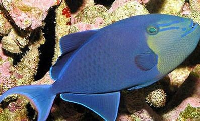 蘇虎魚的生活習性探究，蘇虎魚的生活習性