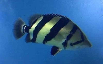 蘇虎魚的生活習性探究，蘇虎魚的生活習性