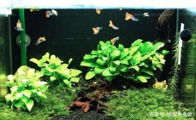 銀龍魚的養殖方法和技巧圖解視頻（銀龍魚的養殖方法和技巧圖解視頻教程）