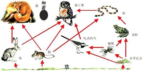 河蚌放到魚缸里可能會對魚產生一定的影響這些影響：河蚌放到魚缸里會對魚產生一定的影響嗎？
