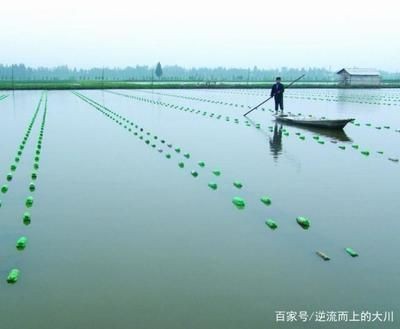 河蚌放到魚缸里可能會對魚產生一定的影響這些影響：河蚌放到魚缸里會對魚產生一定的影響嗎？