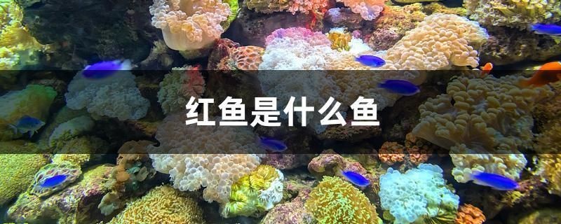 銀龍魚喂什么食長得快（銀龍魚喂什么食長得快一點）